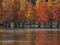 -白鹭湾湿地公园