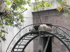 -成都动物园