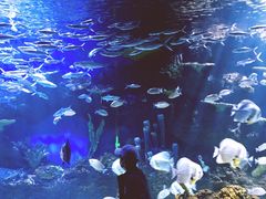 -华夏文旅海洋公园