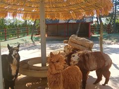 -西霞口神雕山野生动物世界