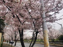-高东镇樱花园