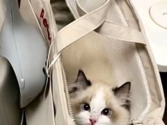 -欣宠猫屋·矮脚拿破仑·蓝金金渐层