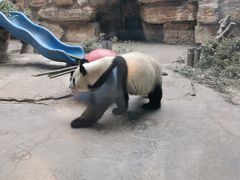 -石家庄市动物园