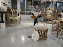 -共舞时光猫咖·狗咖(新街口店)