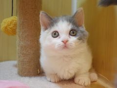 -momokira米努特·德文卷毛猫·棉花面纱犬