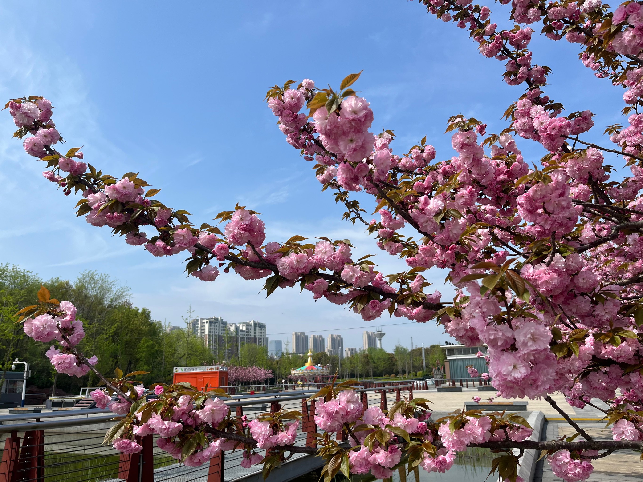 辽宁省朝阳市樱花节图片