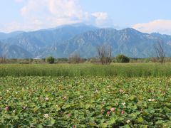 -野鸭湖国家湿地公园