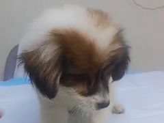 -喜多萌中农锦绣动物医院24H·猫科·牙科MRI·CT