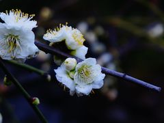 -莘庄公园