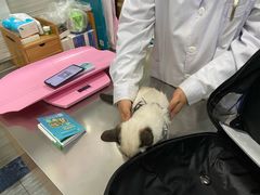 -瑞派名望志远动物医院·猫科·內科·异宠专科(直港大道店)