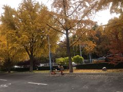 -三里屯东五街银杏大道