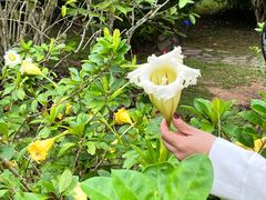-中国科学院西双版纳热带植物园
