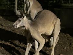 -清迈夜间动物园