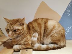 -滚猫咖啡·猫咖·猫友好撸猫(未来城店)
