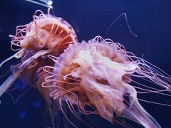 -成都浩海立方海洋公园