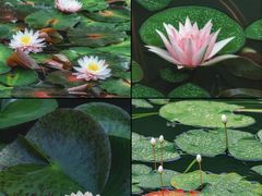 -国家植物园