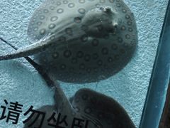 -上海海洋水族馆