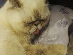 -喵园·猫主题咖啡厅·撸猫·猫咖(国贸店)