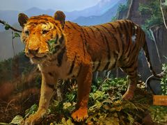 -陕西自然博物馆