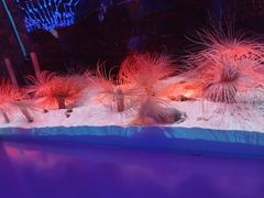 -秦皇岛新澳海底世界