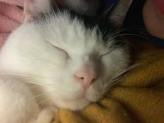 -萝鸡思味秘制泡菜(万家丽店)