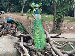 -广州长隆野生动物世界