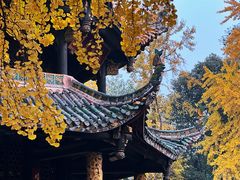 -青羊宫