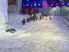 -芜湖新华联大白鲸海洋公园