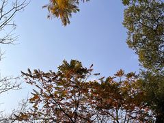 -金鸡山公园