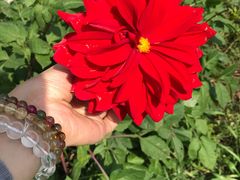 -南汇老顾农家乐采摘大团水蜜桃采摘店