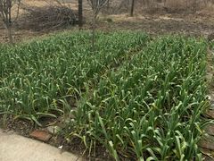 -梅红羊肉馆(赭山西路店)