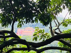 -东莞市大岭山森林公园