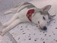 -Husky Go!哈士奇体验馆·宠物咖啡厅狗咖