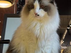 -咖法森林·咖啡  酒吧(天河店)