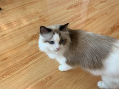 -momokira米努特·德文卷毛猫·棉花面纱犬