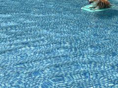 -汪说喵讲宠物乐园宠物酒店(红星美凯龙店)