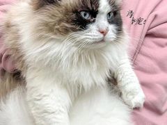 -青奢宠物·青奢猫舍