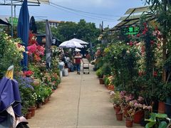 -桂林市花鸟市场