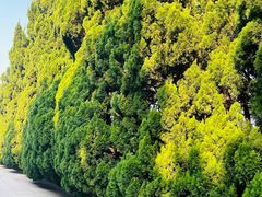 -上海市龙华烈士陵园