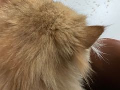-松果猫咖(桐乡吾悦金街店)