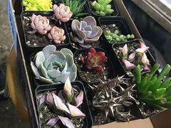 -万商花鸟市场