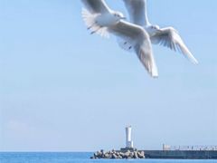 -日照海滨国家森林公园