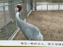 -盐城丹顶鹤湿地生态旅游区