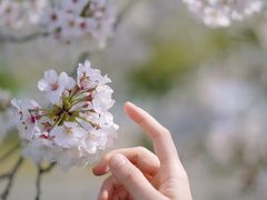 -上海辰山植物园