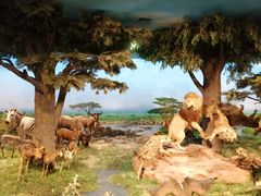 -国家自然博物馆