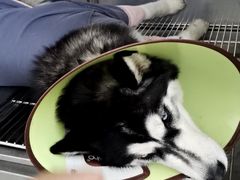 -佳雯宠物医院(四明中路分院)