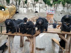 -东方熊牧场