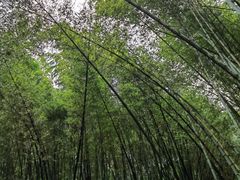 -西湖风景区十里琅珰-五云山