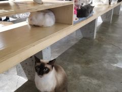-more than meow吴止猫主题餐厅(承德 中船汇店)