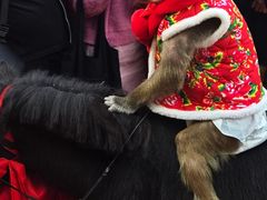 -灵玲国际马戏城